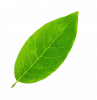 Reflexa-nachhaltig-Blatt-2